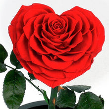 Load image into Gallery viewer, Heart Shaped Preserved Rose in Glass Dome